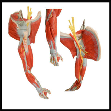 Modelo de anatomía del músculo ISO, músculos del brazo con vasos y nervios principales